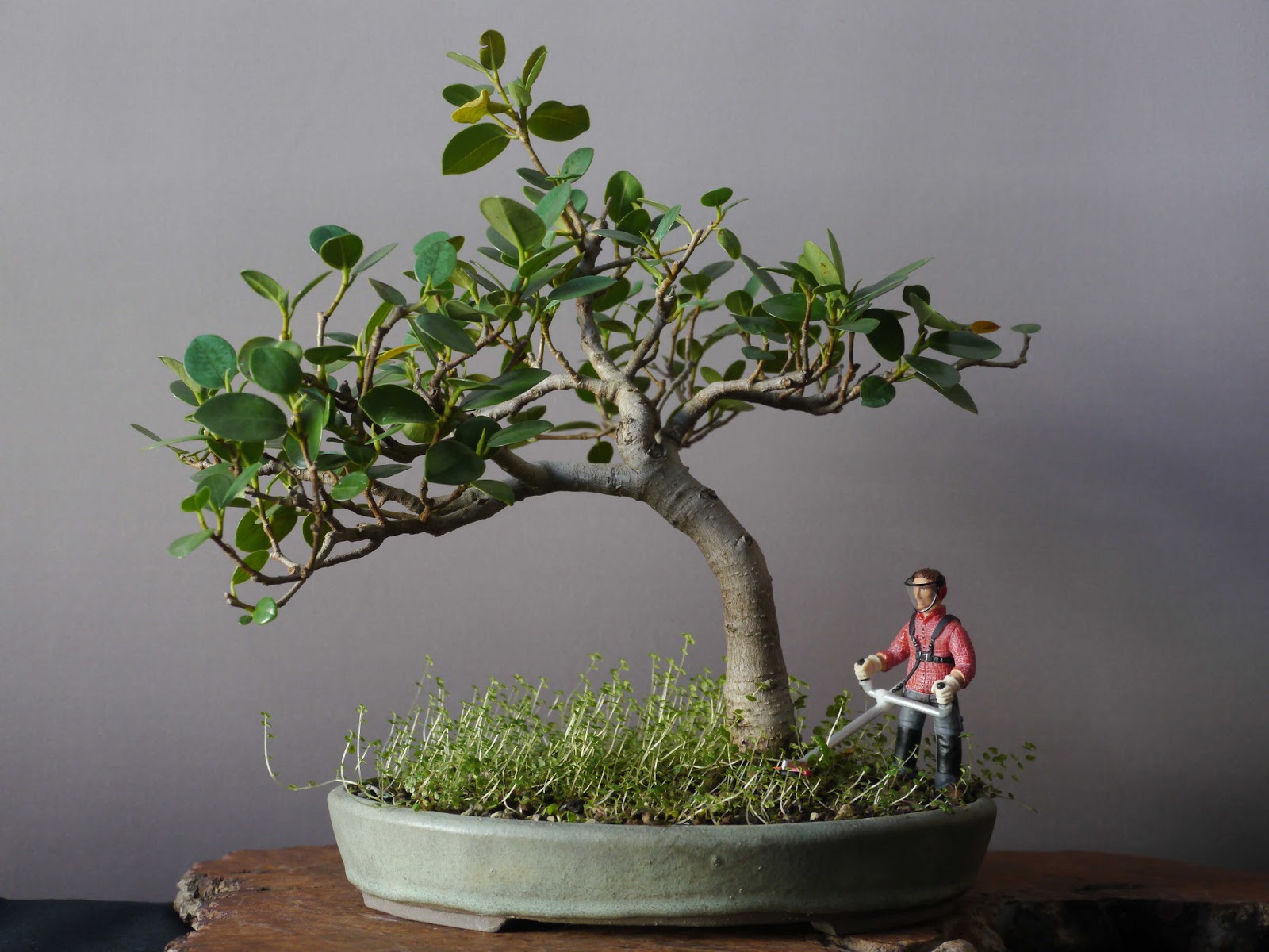 Bonsai das schönste Hobby der Welt FICUS PANDA MAN AT WORK