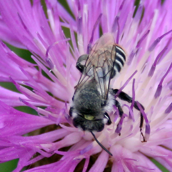 twenty pound tabby Native Bees of Colorado