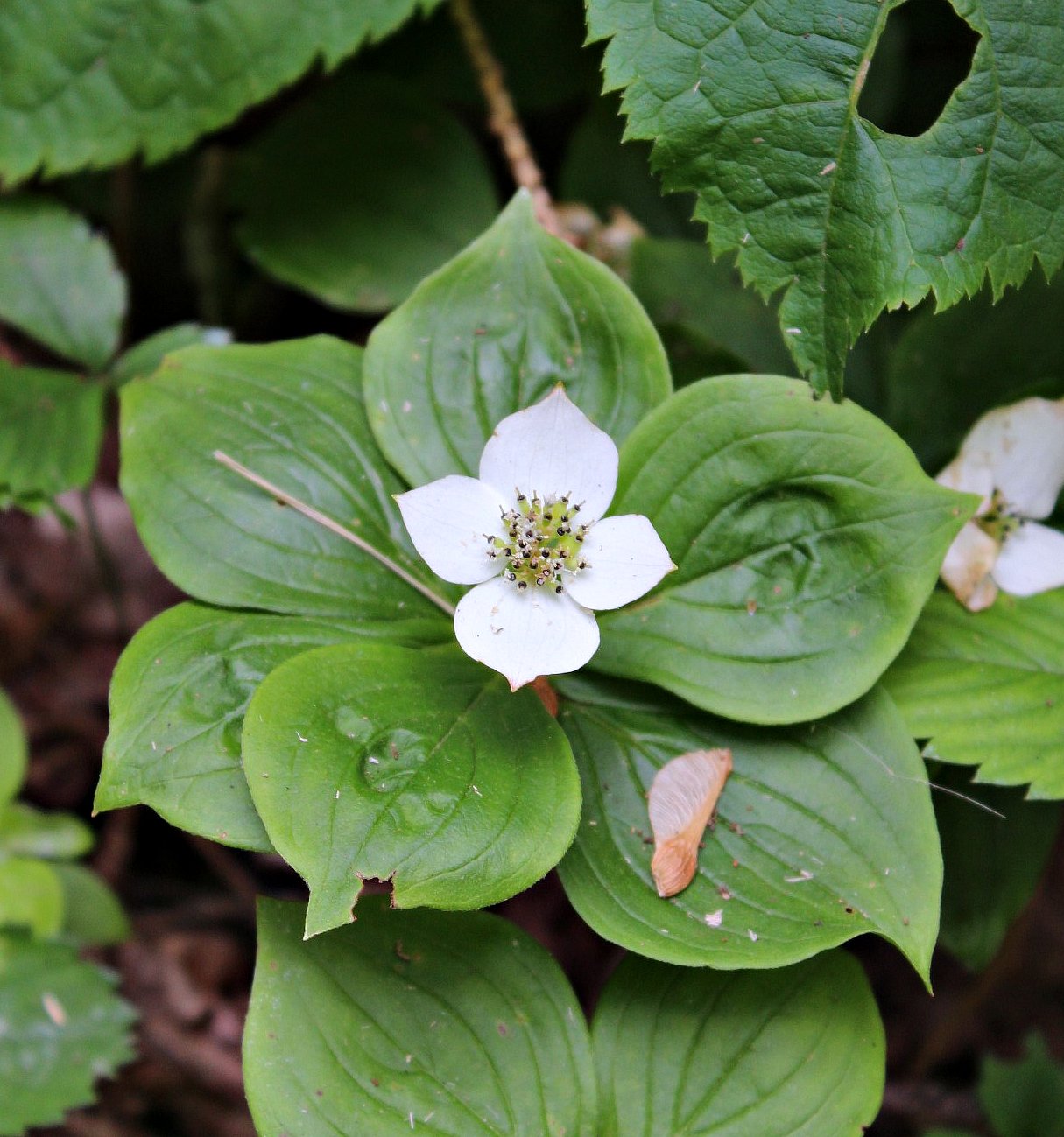 PEI Wildflowers White