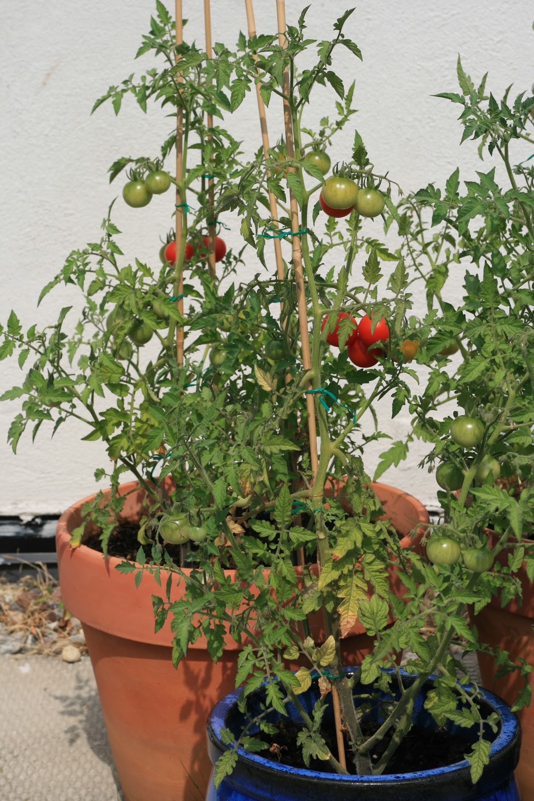 Flies The Loon Patio Garden