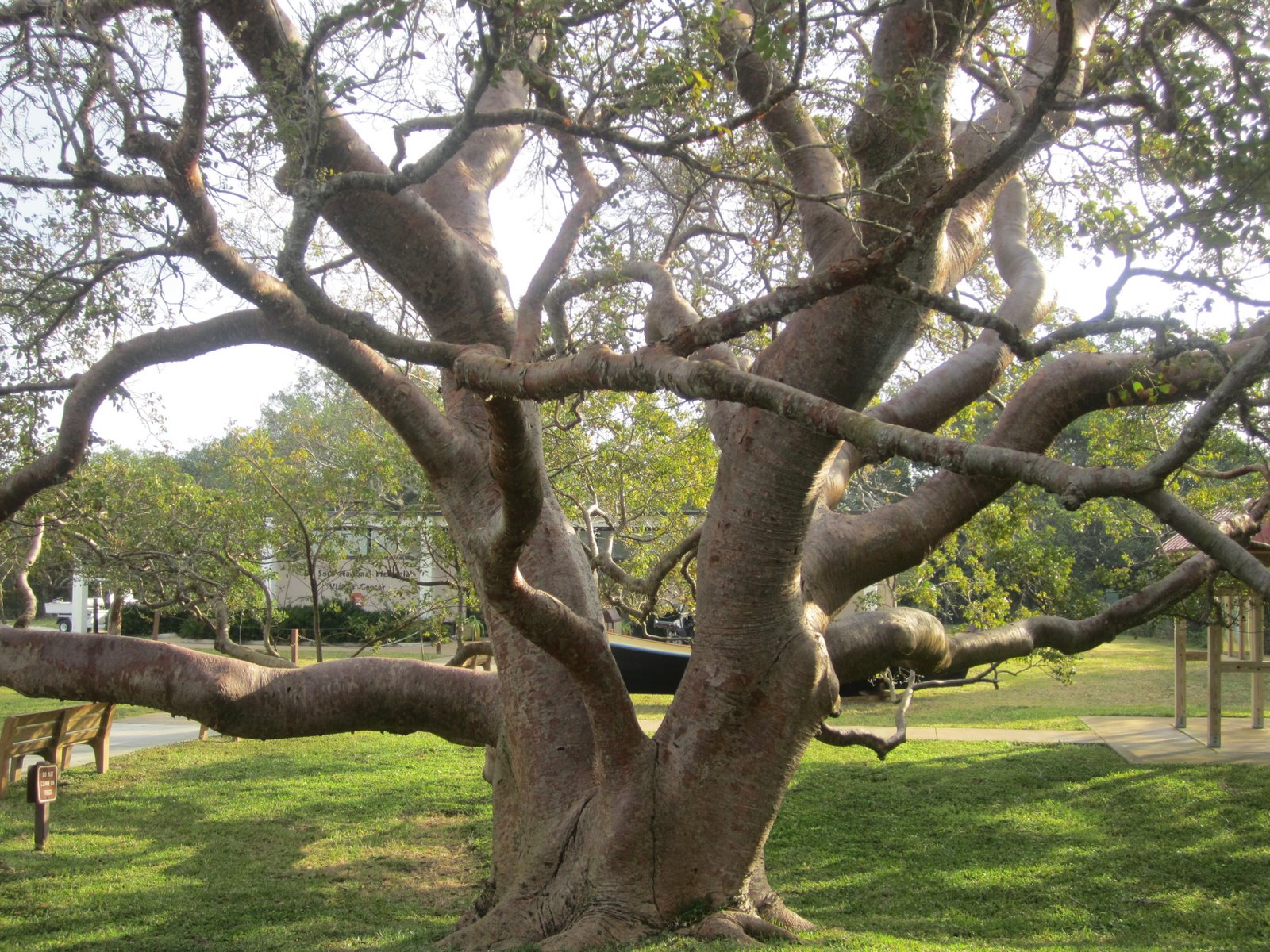 Sailing Down The Road The Gumbo Limbo Tree