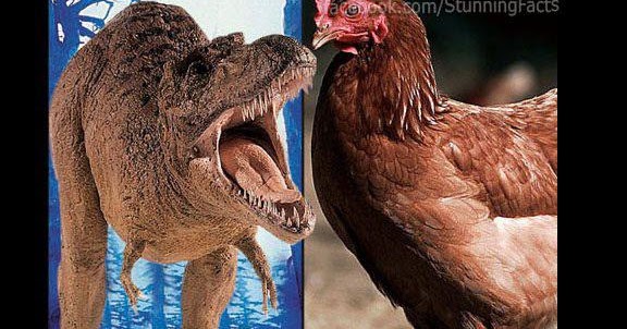 CHICKEN IS T. REX'S CLOSEST LIVING RELATIVE - Stunning Interesting Facts