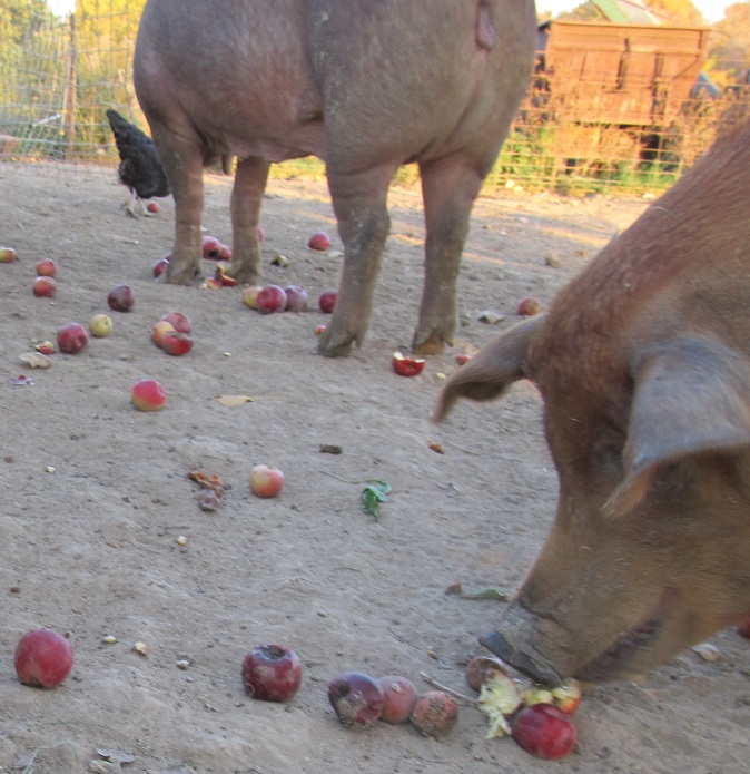 Wickham Family Farm Apple Time