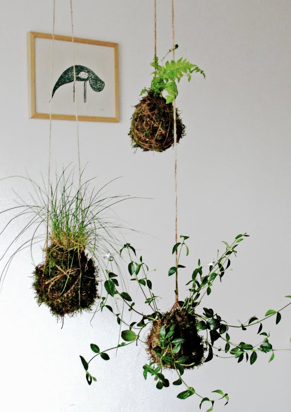 Make your own moss world Kokedama Tutorial