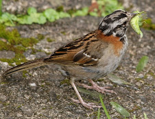 Fauna Bacia Taquari-Antas- Fonte: Aepan-ONG - Série: Aves