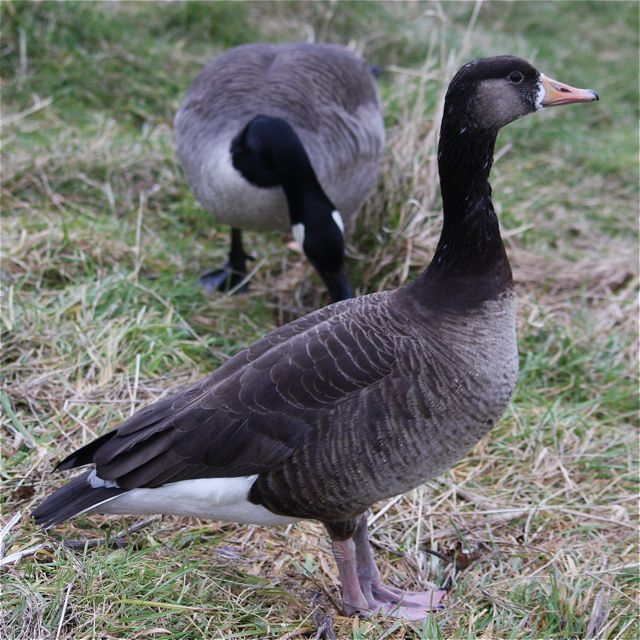 Canada Goose x Greylag hybrid