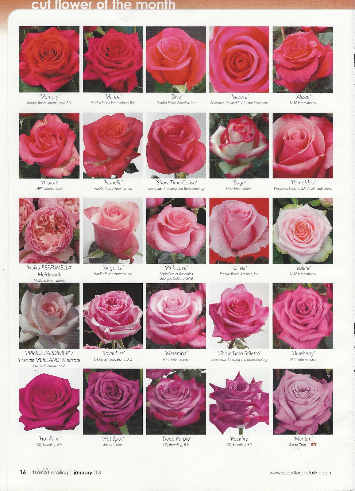 flower classroom 2013 New Rose Varieties, published in Super Floral