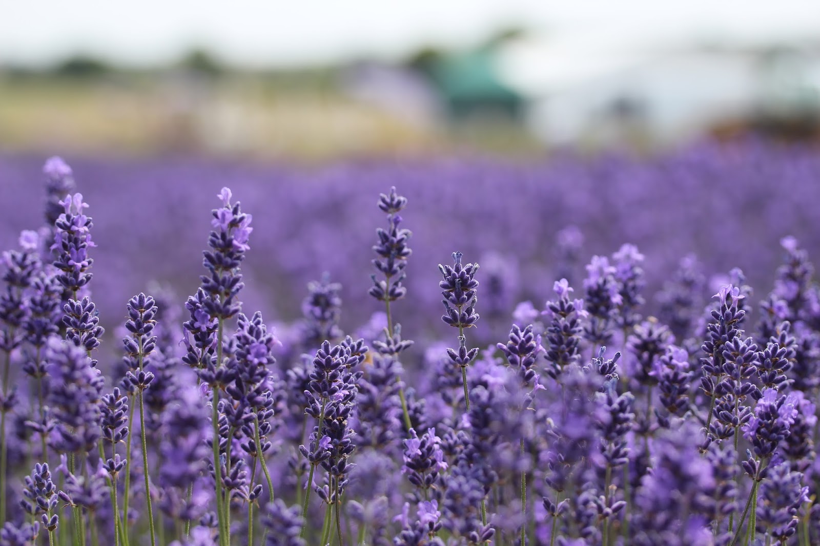 The Canary in the Classroom: Lavender Fields & the Possibility of Space