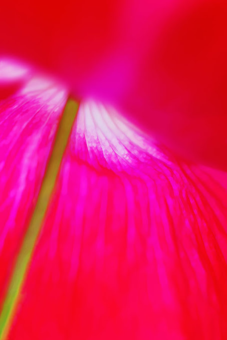 poppy flower | Papaver rhoeas 'Shirley'