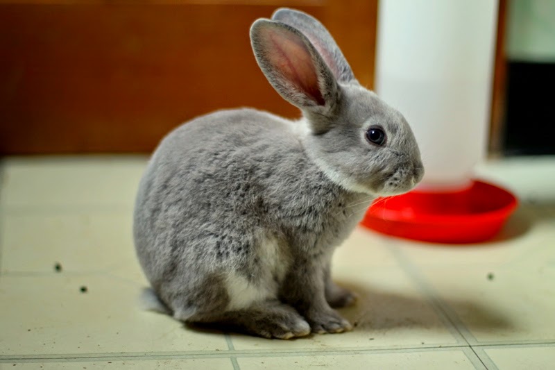 hunnies bunnies Gypsy Farmgirl