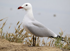 (Larus audouinii) Audouin's gull / Gaviota de audouin / Audouin Kaioa