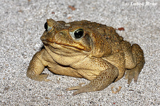 marine toad