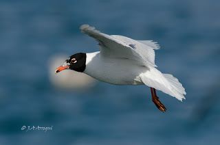 Gaviota cabecinegra, Larus melanocephalus, Mediterranean Gull