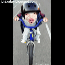 91+ Gambar Babi Bergerak Lucu 91+ Gambar Babi Bergerak Lucu