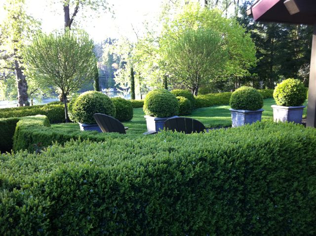 Growing With Plants Clipping Boxwood Hedges