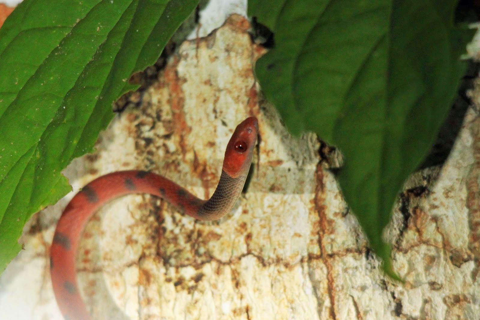 The Ginger Naturalist Trinidad