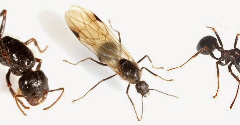 fourmis du genre Messor Messor wasmanni