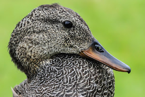 Gadwall