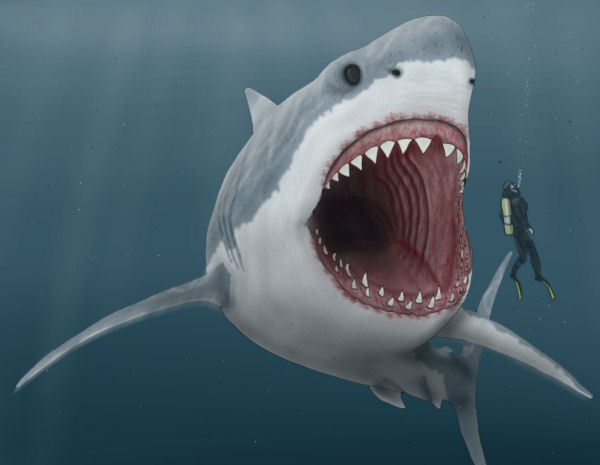 Shark Week 2013 Promo - Snuffy the Seal - YouTube