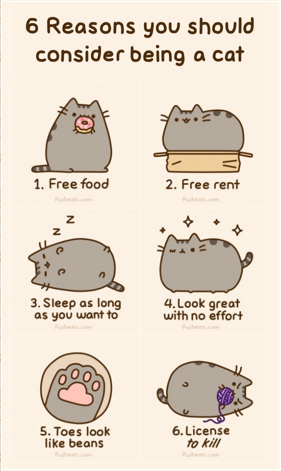 why you should consider being a cat