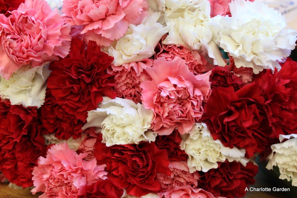 Bunch Of Carnations