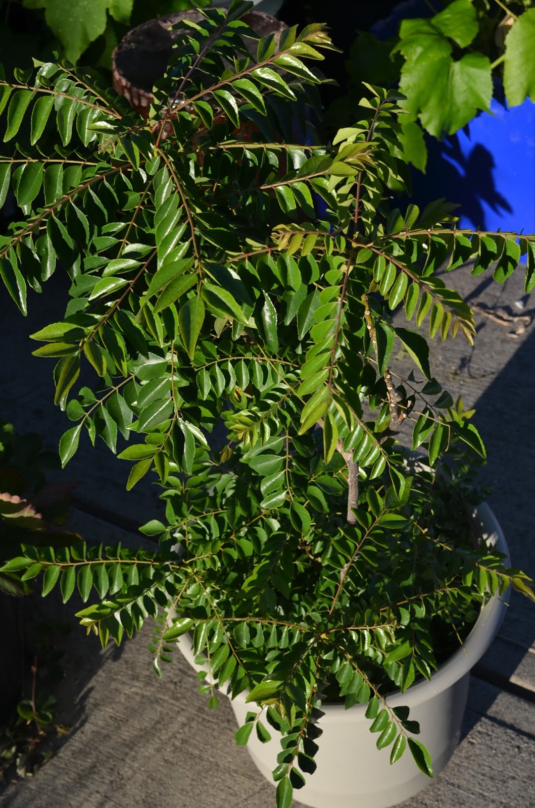 How to grow curry leaves in India and