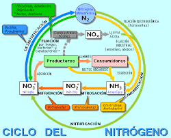 Ciclo del Nitrogeno