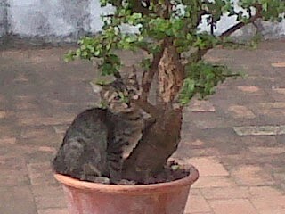 Cuidando del Bonsai