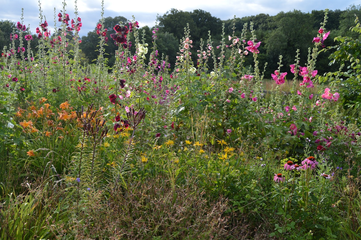 Noel's Garden Blog Selfseeding plants joys and dangers
