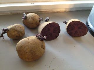 Blue Potatoes curing on the window sill for 24 hours before cutting.