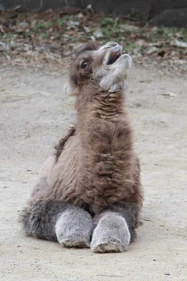 Funny animals of the week - 7 March 2014 (40 pics), cute baby llama picture