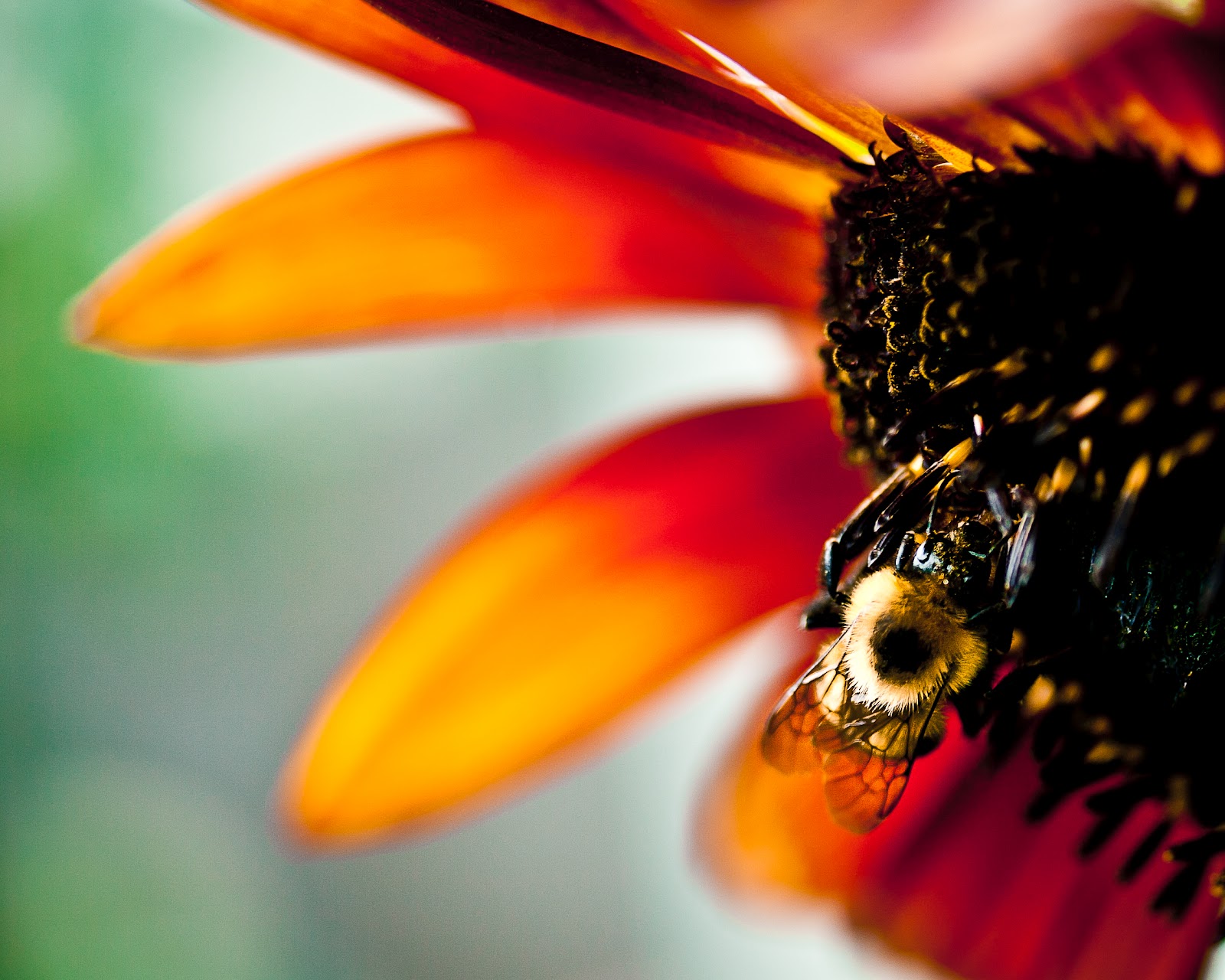 Carla Dyck Photography Sunflower