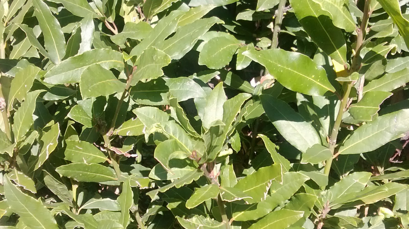 El Laurel El laurel / Laurus nóbilis