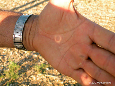 Annular Solar Eclipse 2012:  He holds the Sun & Moon, united, in his hand.
