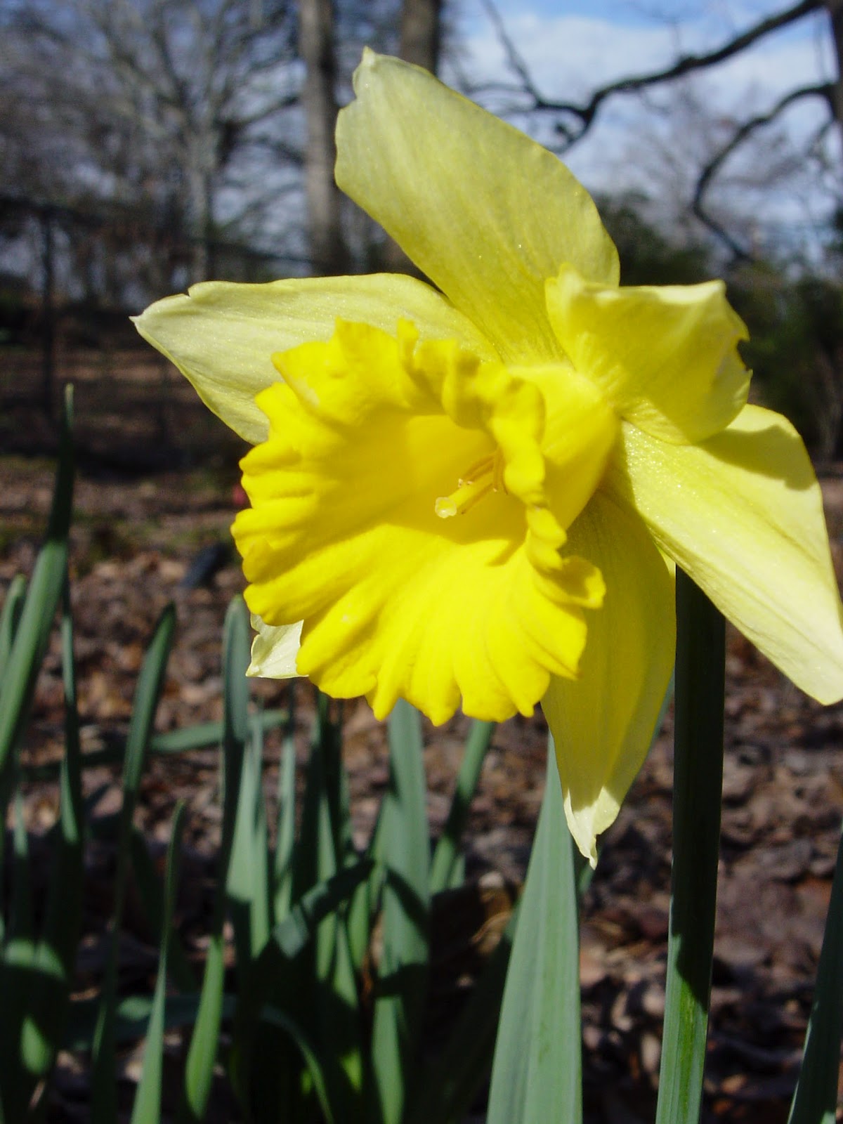 Plant Preview Companion Planting with Daylilies