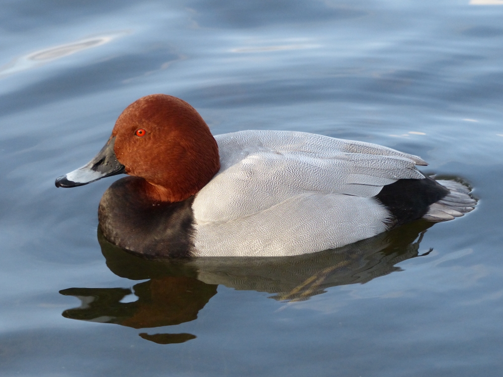Kensington Gardens and Hyde Park birds