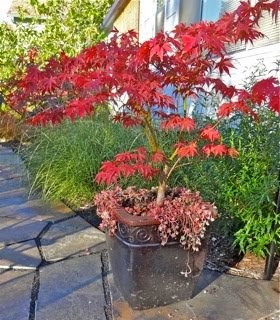 'Osakazuki' Japanese Maple