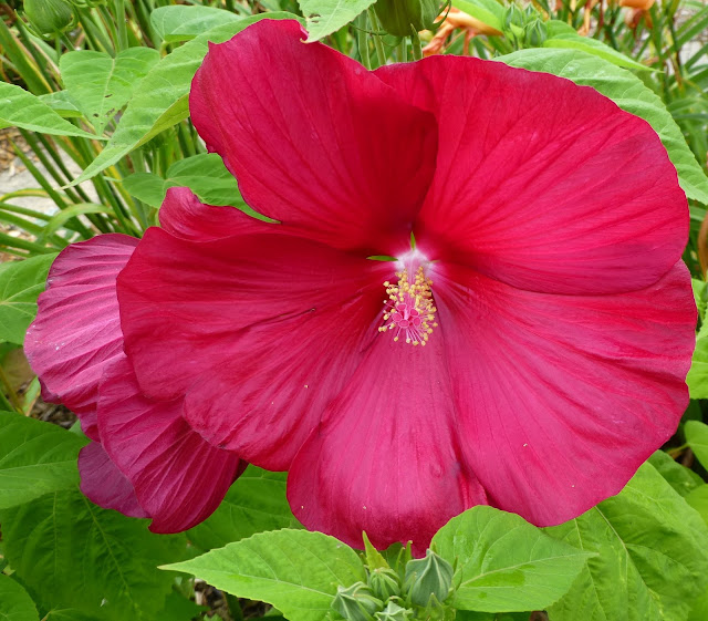 My Life in Retirement One Bloomin' Season Colorific