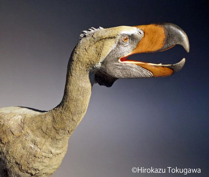 恐竜・古生物造形作品ギャラリー パラフィソルニス(恐鳥)(2015)