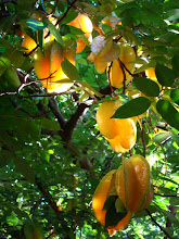 Carambola