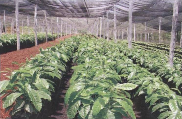 FORUM KOMUNIKASI PBT KETENTUAN LOKASI KEBUN INDUK KOPI