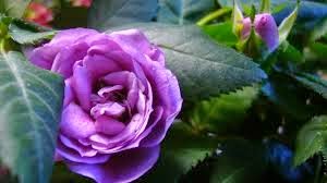 Purple Roses Hd Wallpaper For Mobile