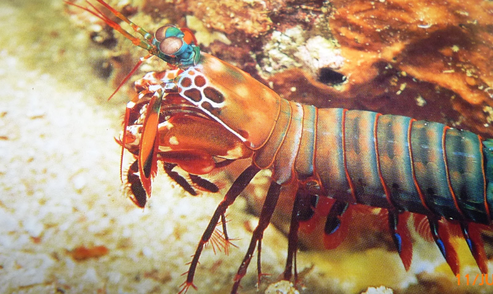 Mantis Shrimp National Geographic - Photos All Recommendation