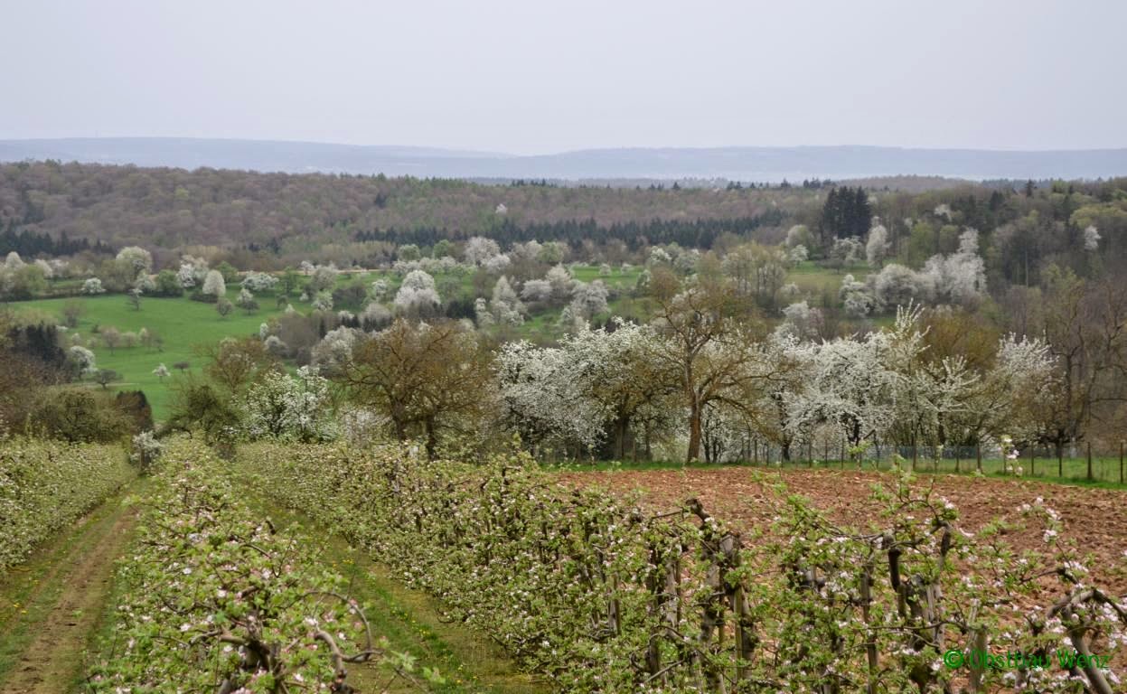 Weiß blühende Landschaft
