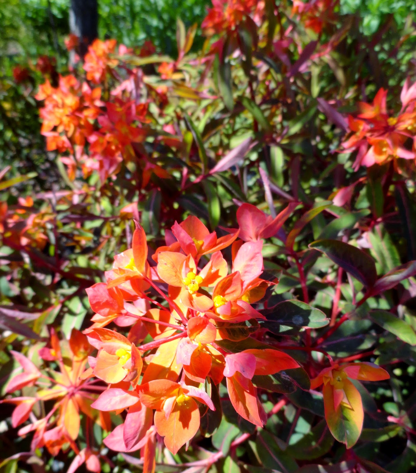 Beechwood Landscape Architecture And Construction Weigela Florida