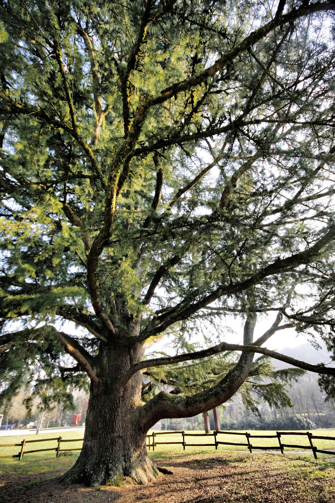 Navarra al natural: El Cedro de Bértiz. monumentos naturales árboles