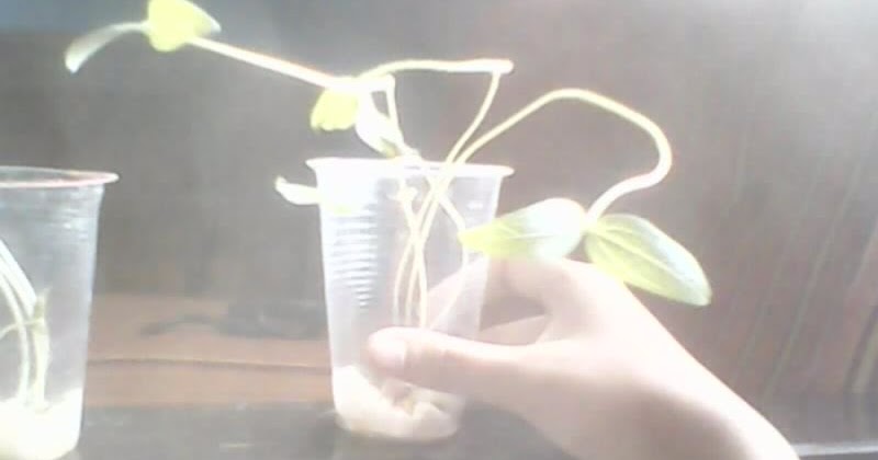 Pertumbuhan dan Perkembangan pada Kacang Hijau Pengaruh