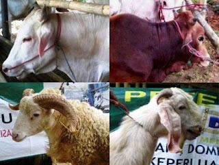 Daftar Harga Hewan Qurban 2014 Daftar Harga Hewan Qurban 2014