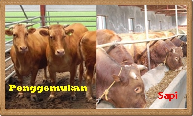 Nutrition untuk anak ayam ternak sapi perah di boyolali