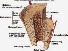 Cấu trúc của xương